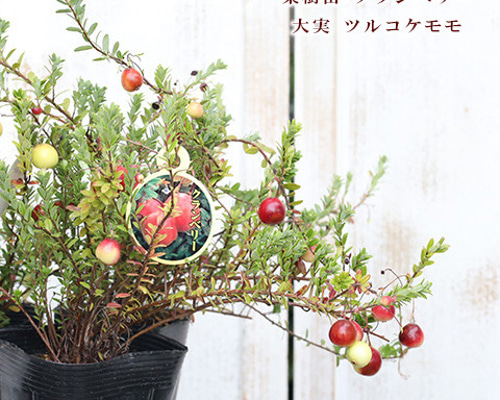 クランベリー苗　かわいいお庭 Amazon.co.jp: クランベリー苗木 1年生苗 12-13.5cmポット苗