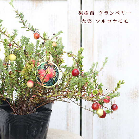 クランベリー苗　かわいいお庭 クランベリー苗　かわいいお庭