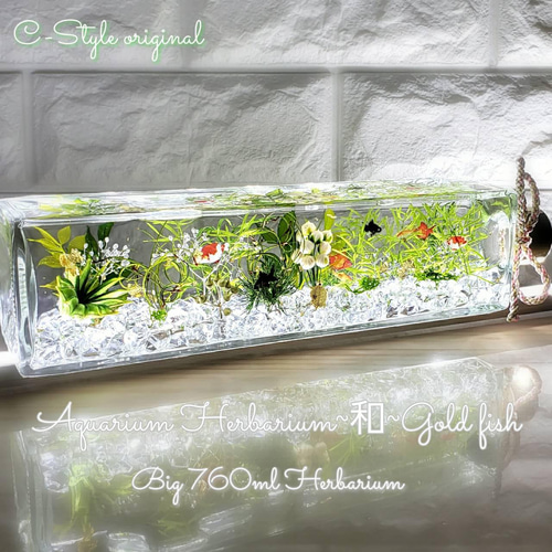 レア出品 限定 涼しい夏の水槽 横置きBig ～和～Gold fish