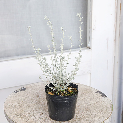 200本以上 安心土付き発送。ココスヤシ　苗 シルバーリーフ 2025年最新】Yahoo!オークション -ココスヤシ シルバーリーフの