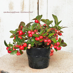 ６日入荷⭐️リューカデンドロン5品種　⭐️5鉢セット 6日入荷⭐️リューカデンドロン5品種 ⭐️5鉢セット リューカ