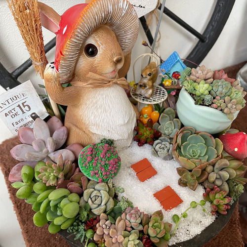 ♥専用❤️多肉植物♥そのまま飾れる寄せ植え~♥花冠うさぎちゃん