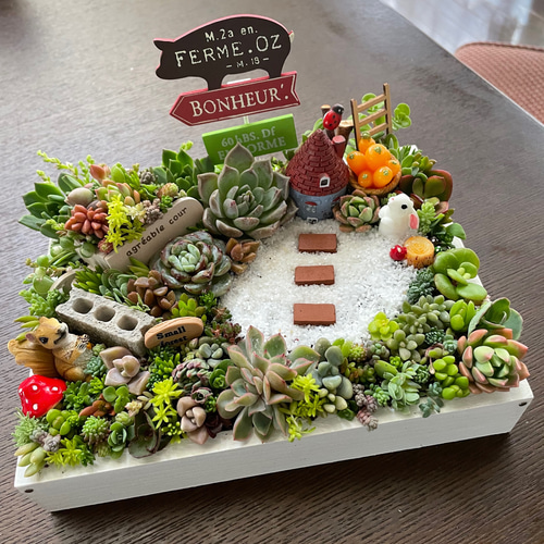 受注制作 うさぎりす箱庭風多肉植物寄せ植え 多肉植物 まぁちゃん 通販