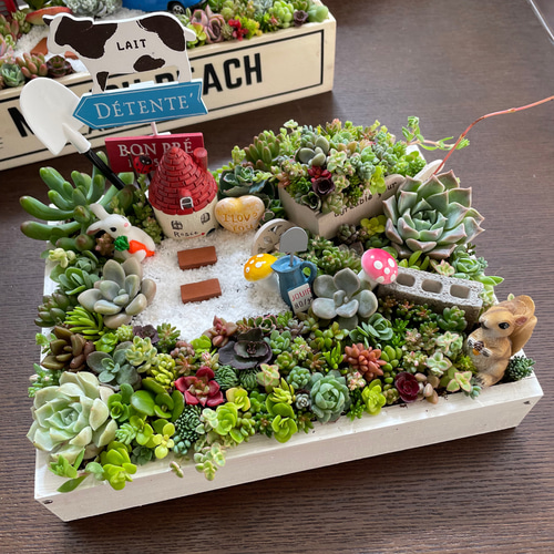 受注制作 うさぎりす箱庭風多肉植物寄せ植え 多肉植物 まぁ