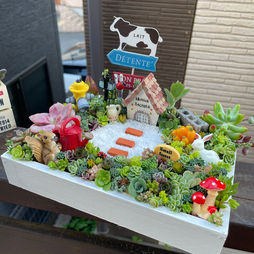 受注制作 うさぎりす箱庭風多肉植物寄せ植え 多肉植物 まぁ