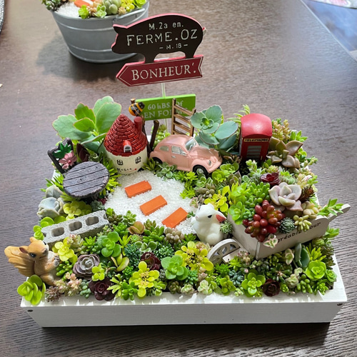 受注制作 うさぎりす箱庭風多肉植物寄せ植え 多肉植物 まぁ