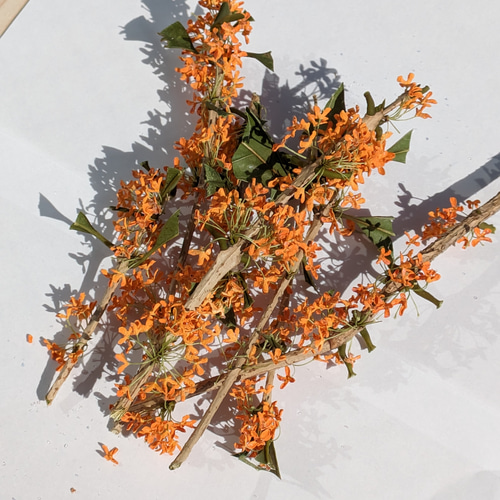 金木犀 ドライフラワー 枝つき 8~10本 シリカゲル使用 その他素材 まみ