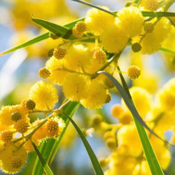 セール‼️ミモザ レア♡スノーウィーリバーワトル アカシア 苗木