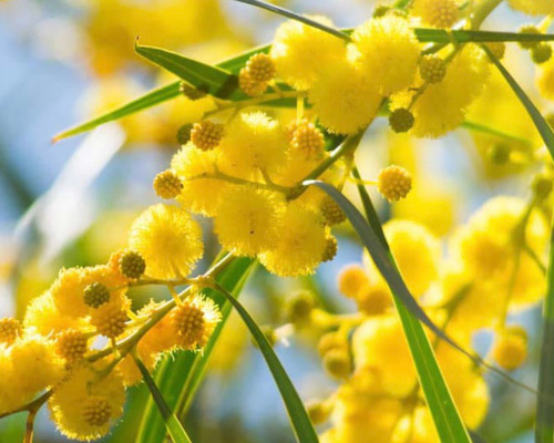 セール‼️ミモザ レア♡スノーウィーリバーワトル アカシア 苗木