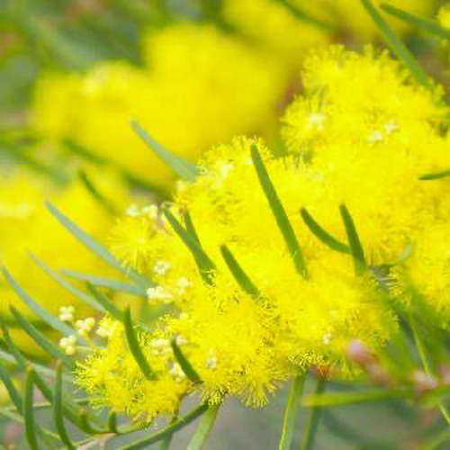 セール‼️ミモザ レア♡スノーウィーリバーワトル アカシア 苗木