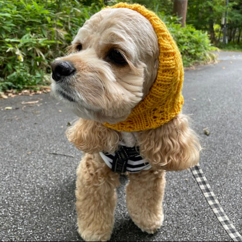 大きめサイズ 大好評♪ 手編み■ 犬 スヌード ■ ボストンテリア ニット帽 大きめサイズ 大人気♪ 手編み◇ 犬 スヌード ◇ イタグレ