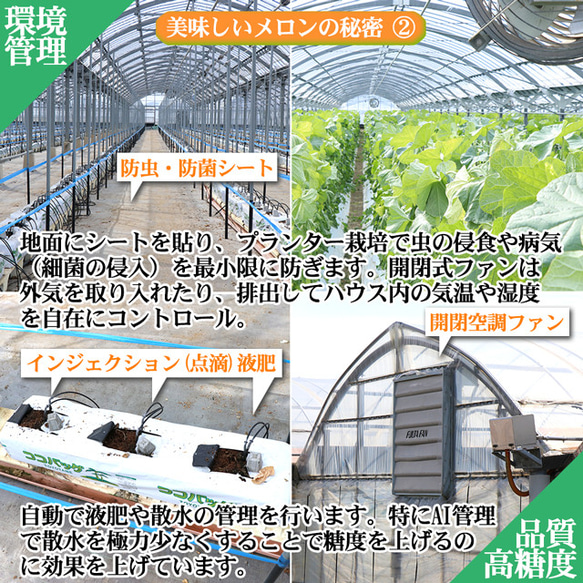 メロン オレンジハート 特大玉 熊本産 プレミア 5L～6L 1.8kg以上 母の日 ギフト プレゼント フルーツ 果物 8枚目の画像