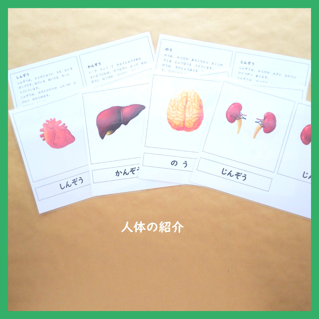 人体の紹介☆モンテッソーリの文化教育 おもちゃ・人形 Seedling