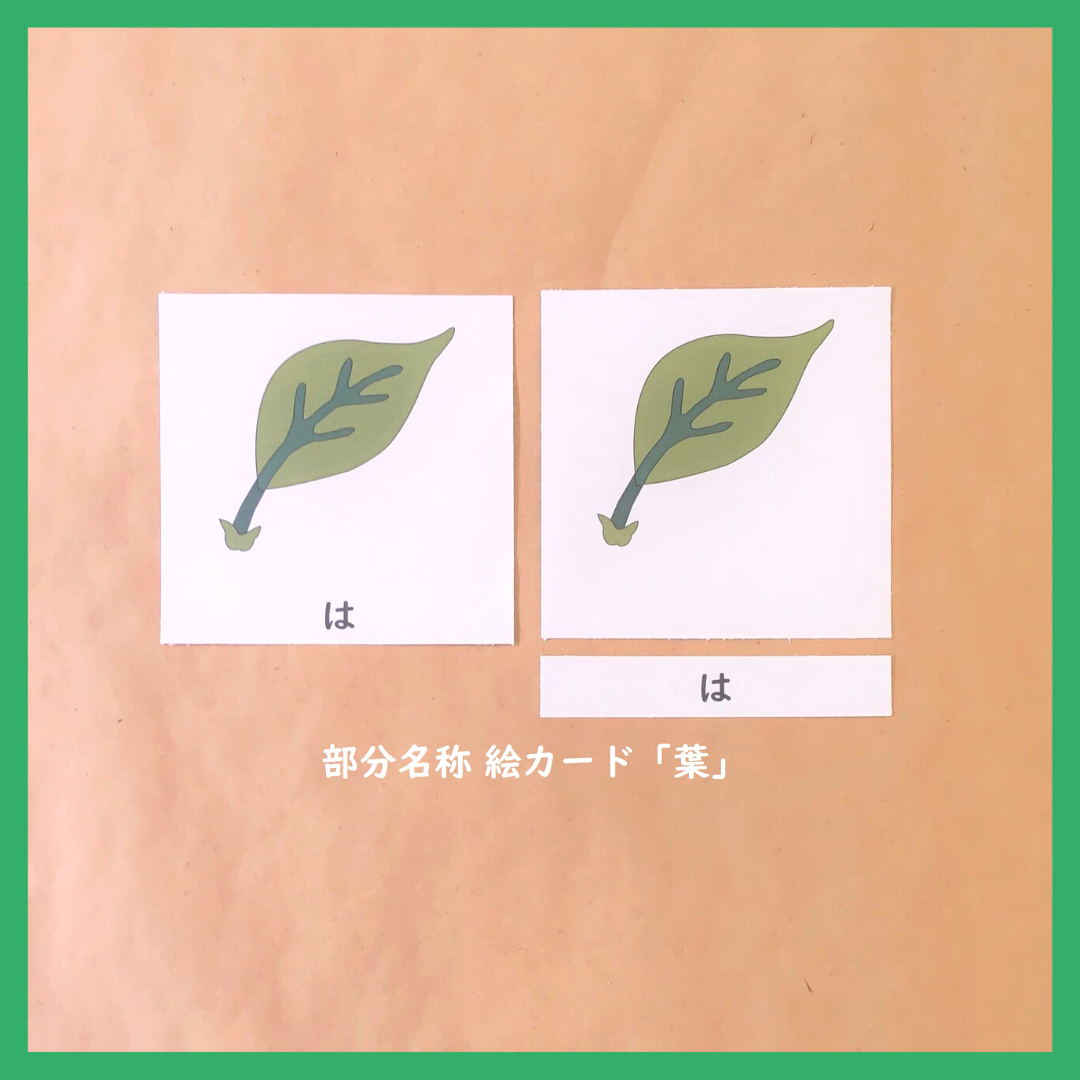 モンテッソーリ 植物 動物 パズル名称カード 2点セット