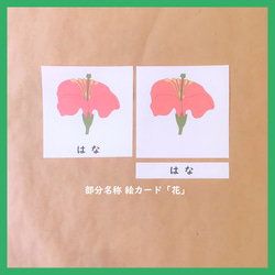 花の部分名称の絵カード★モンテッソーリの文化教育 1枚目の画像