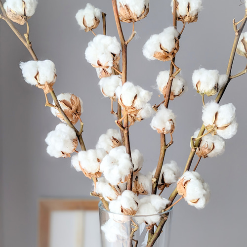 コットンフラワー コットンツリー ドライフラワー ドライフラワー
