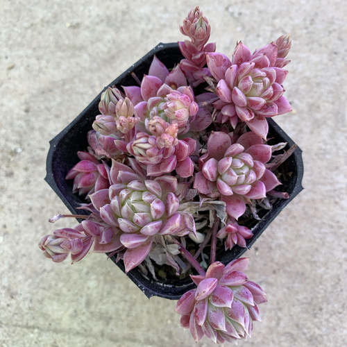 多肉植物 グラプトペタラム マクドガリー その他素材 tamosa4