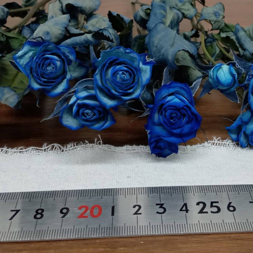 ドライフラワー スプレーバラ 染めロイヤルブルー その他素材 Rose