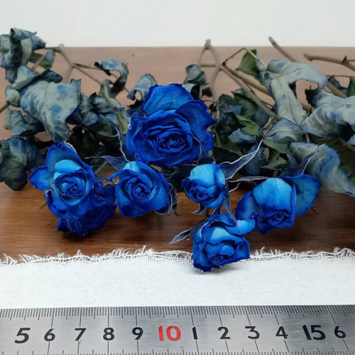 ドライフラワー スプレーバラ 染めロイヤルブルー その他素材 Rose