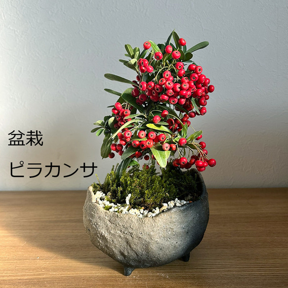 現在葉姿（実なし）秋から冬に色づく実、初夏の花を楽しむ【ピラカンサ