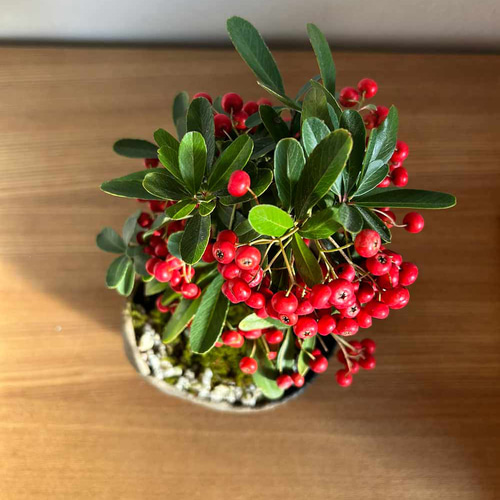 現在葉姿（実なし）秋から冬に色づく実、初夏の花を楽しむ【ピラカンサ