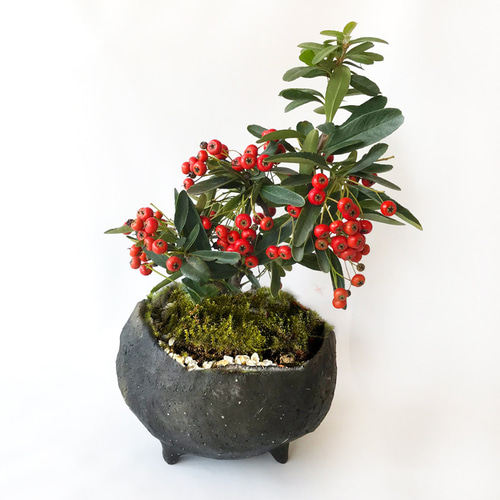 盆栽 自然石付き斑入りビラカンサ 見応えあり 実がいっぱい 前後どちら