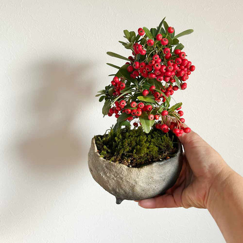 現在葉姿（実なし）秋から冬に色づく実、初夏の花を楽しむ【ピラカンサ