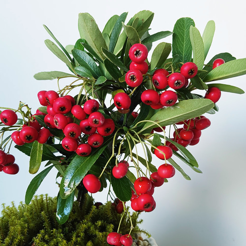 現在葉姿（実なし）秋から冬に色づく実、初夏の花を楽しむ【ピラカンサ