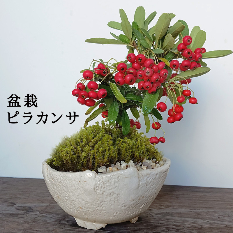 ピラカンサ（盆栽持ち込み古い）