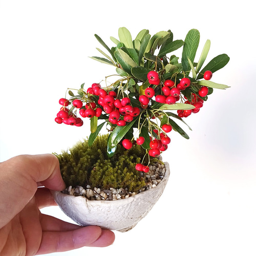 現在葉姿（実なし）秋から冬に色づく実、初夏の花を楽しむ【ピラカンサ