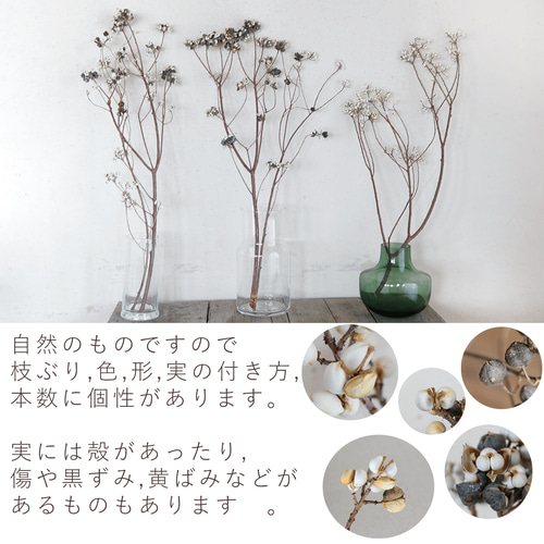 ドライフラワー 大きい 枝物 】 ナンキンハゼの木 / ナチュラル