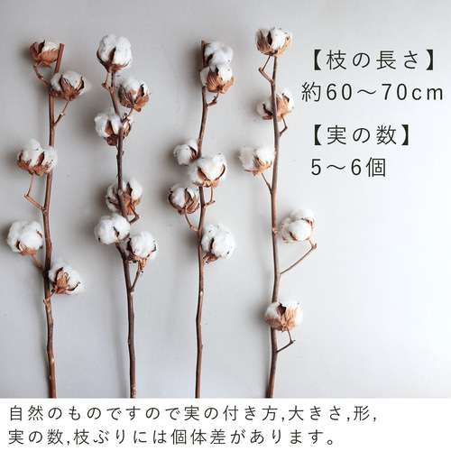 ドライフラワー 】 綿の実枝つき ホワイト / コットンフラワー リース