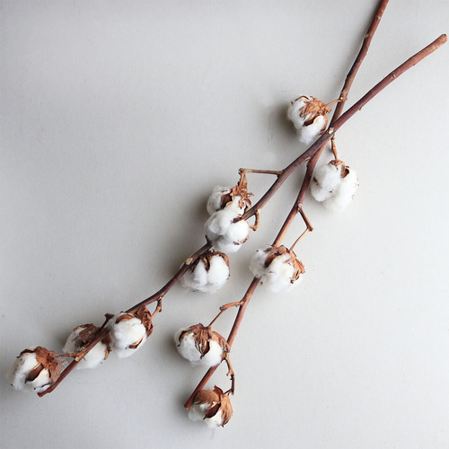 ドライフラワー 】 綿の実枝つき ホワイト / コットンフラワー リース