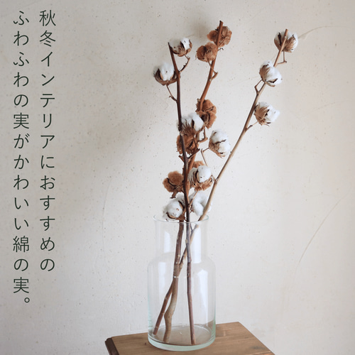 ドライフラワー 】 綿の実枝つき ホワイト / コットンフラワー リース