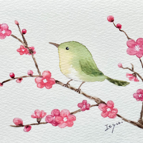 透明水彩画 3枚セット「梅とうぐいす」水彩画イラストポストカード 鳥
