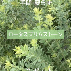 サマーポインセチア♡抜き苗 8〜20苗くらい 多肉植物 黄色いスコップ
