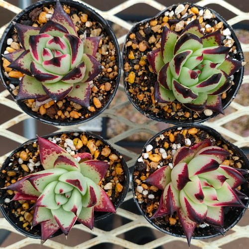 多肉植物【ヴァッションエボニー】抜き苗 多肉植物【ヴァッションエボニー】抜き苗