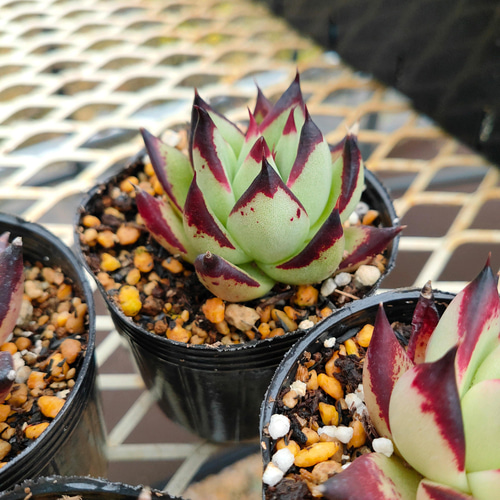 エボニー* 多肉植物 多肉植物 ODECO 通販 10556551｜Creema