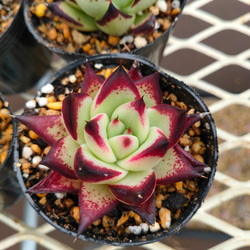 多肉植物【ヴァッションエボニー】抜き苗 多肉植物【ヴァッションエボニー】抜き苗