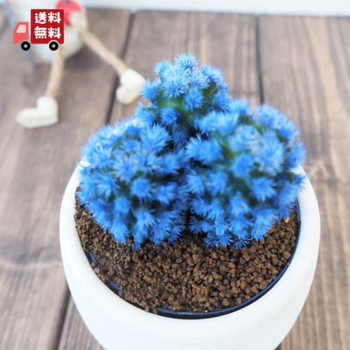 ミニマリスト 咲き乱れるポスター アリゾナサボテン サグアロサボテン