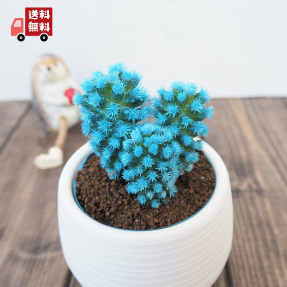 明日香姫 水色』サボテン☆かわいい☆インテリア☆多肉植物☆送料無料