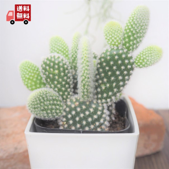 MINISO x 恋と深空　うさぎサボテン 61D26+LlnTL._UF350,350_QL50_.jpg
