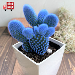 青緑色の多肉植物*6 楽天市場】【大感謝祭！全商品エントリーでP5倍】多肉植物 寄せ植え