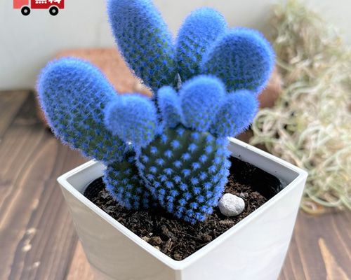 ブルーのバニーカクタス』かわいい☆サボテン☆青☆プレゼント☆誕生日