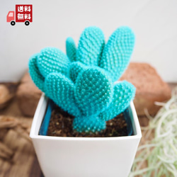バニーカクタス』かわいい☆サボテン☆うさぎの耳☆プレゼント