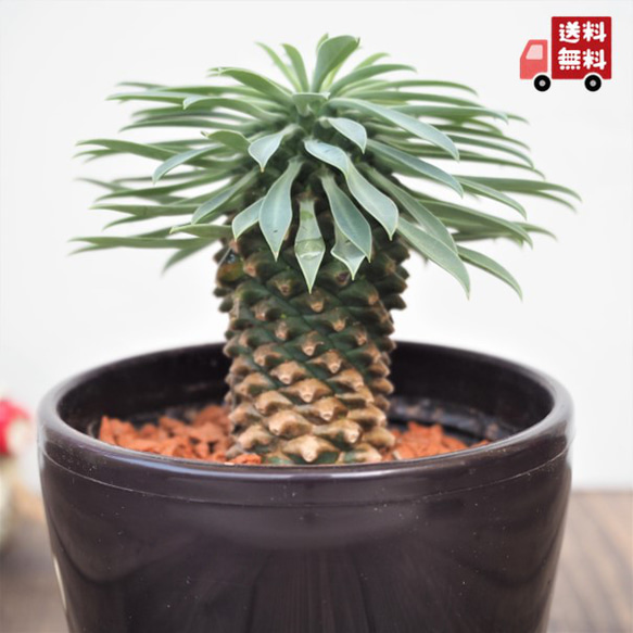 パイナップルコーン・ソテツキリン』ユーフォルビア☆かわいい