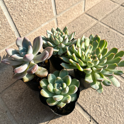 多肉植物 エケベリア4苗セットA その他素材 tamosa4 通販 10578607