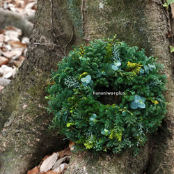 今年も変わらないヨ♪ドライになるクリスマスリース／葉っぱみっしり・針葉樹が香るフレッシュグリーンリース／選べる３サイズ 4枚目の画像