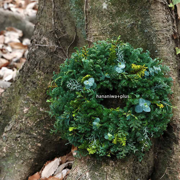 今年も変わらないヨ♪ドライになるクリスマスリース／葉っぱみっしり・針葉樹が香るフレッシュグリーンリース／選べる３サイズ 4枚目の画像