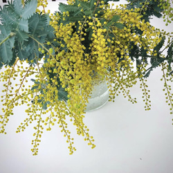 ミモザ〜〈植物の月めくり暦〉2024.春〜オイルステイン板タイプ　 4枚目の画像